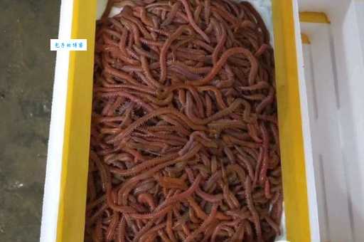 沙蚕在哪里可以买到 沙蚕的购买渠道和价格指南
