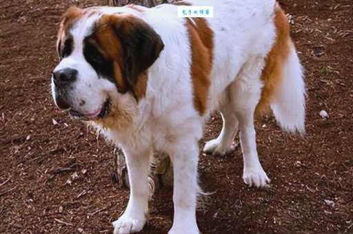 圣伯纳犬多少钱一只 瑞士巨型工作犬价格解析