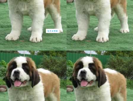 圣伯纳犬多少钱一只 瑞士巨型工作犬价格解析