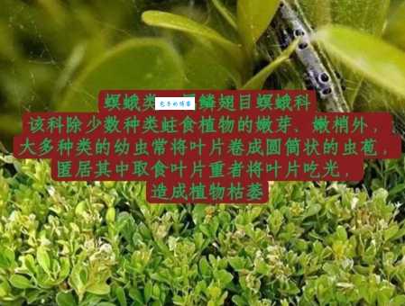 刺蛾科生活习性揭秘 鳞翅目这一科昆虫的生存之道