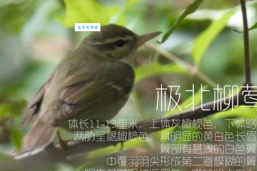 柳莺是什么鸟 体型纤巧的小型食虫鸣禽介绍