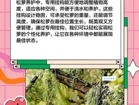 松萝可以天天喝吗 松萝的饮用注意事项