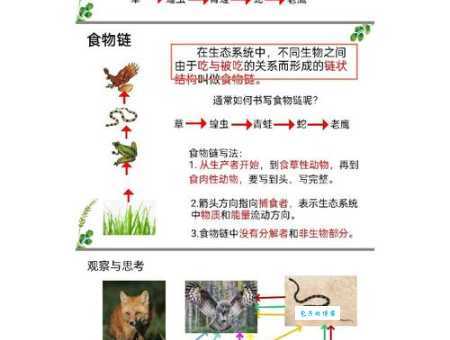 什么是食物链 生态系统中能量传递的关键