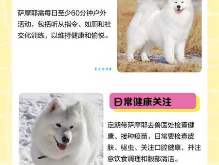 萨摩耶犬好养吗 原产俄罗斯的雪橇犬饲养指南
