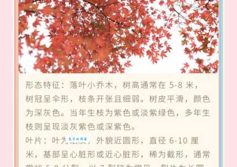 槭属植物叶子变色原因及观赏季节指南