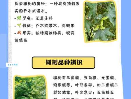 槭属植物叶子变色原因及观赏季节指南