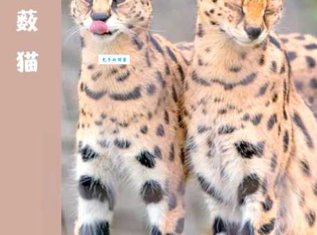 猫属食肉目猫科动物有哪些常见种类