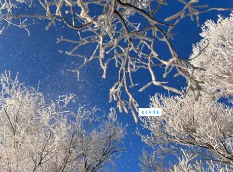 雾凇和雪有什么区别 带你了解这一冬季美景