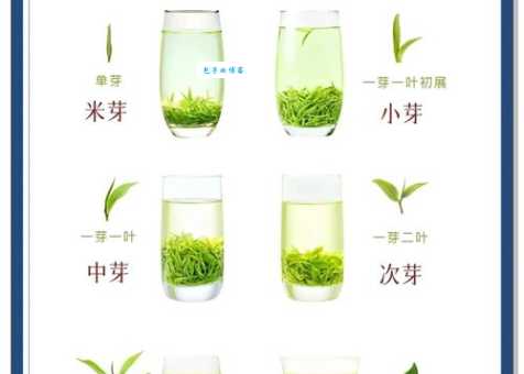 信阳毛尖简介为什么它被誉为茶中精品