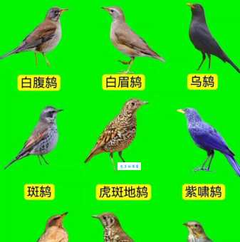 鸫的分布范围 看看这种雀形目鸫科鸟类生活在哪些地方