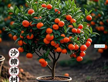 沙糖橘种植技术 沙糖橘高产栽培方法分享