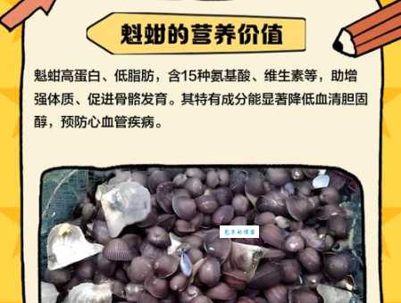 魁蚶怎么吃 蚶科毛蚶属动物的营养价值与烹饪方法