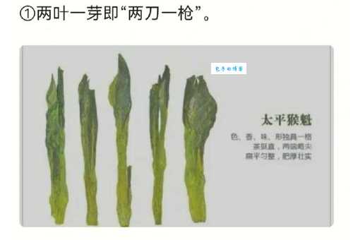 太平猴魁属于什么茶类 如何辨别真假太平猴魁