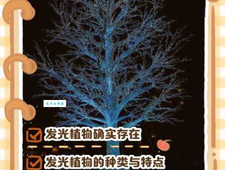 嫩芽精灵是什么神奇植物竟然会发光