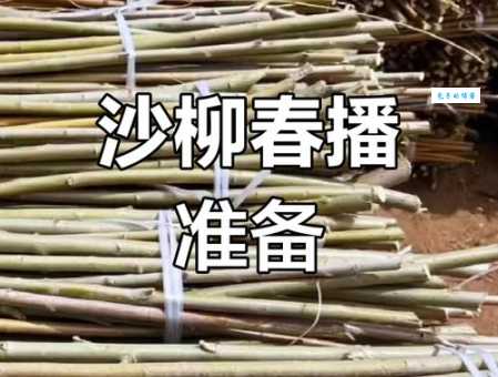 沙柳需要多少能量种植前必看指南
