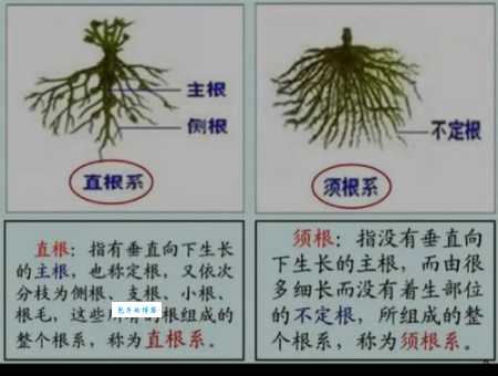 根目录是什么意思啊？简单比喻让你秒懂这个概念