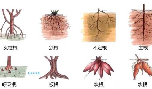 根目录是什么意思啊？简单比喻让你秒懂这个概念