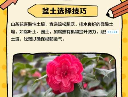 茶花的养殖方法和注意事项