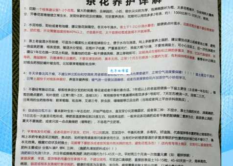 茶花的养殖方法和注意事项