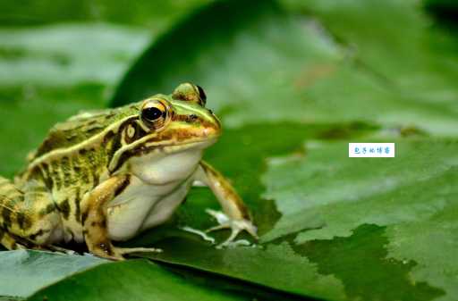 榆枋之见解释和坐井观天有啥区别?一文说清楚