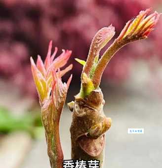 香椿菜属于灌木还是乔木？常见误区一次说清楚