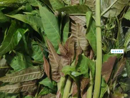 香椿菜属于灌木还是乔木？常见误区一次说清楚