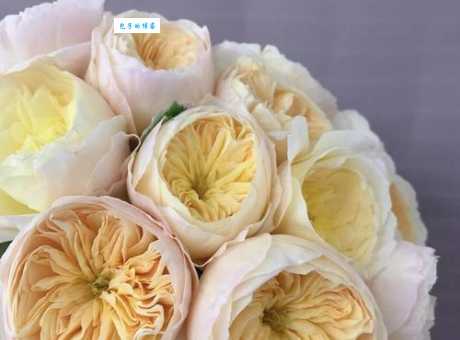 朱丽叶玫瑰价格贵吗?带你了解不同渠道购买价格