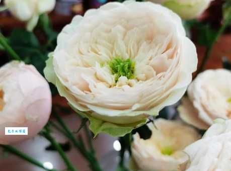 朱丽叶玫瑰价格贵吗?带你了解不同渠道购买价格