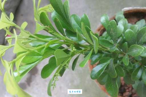 黄花女儿是什么动物生肖？专家来为你解答