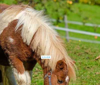 黄花女儿是什么动物生肖？专家来为你解答