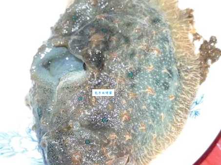 海猪能吃吗?看完这篇文章你就全明白了