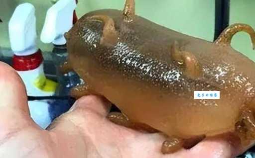 海猪能吃吗?看完这篇文章你就全明白了