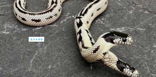 双头蛇是怎么回事？科学家解释双头蛇形成的原因