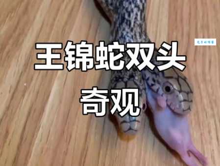 双头蛇是怎么回事？科学家解释双头蛇形成的原因