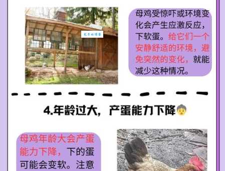 鸡飞蛋打的解释是什么?一文带你搞清楚!