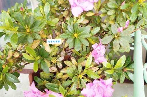 粉面含春意思难理解？这些方法帮你搞定！