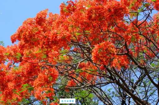 想知道盘木朽株啥意思?这些解释别错过!