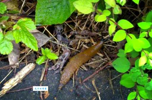 搞不清烆怎么读？看完这篇就懂啦！