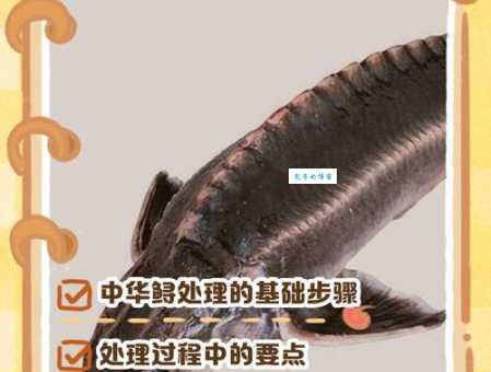 鲟怎么读是难题?这些方法帮你搞定