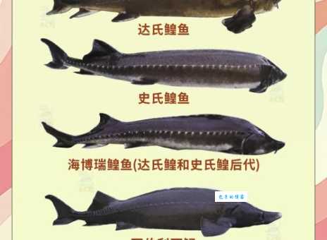 鲟怎么读是难题?这些方法帮你搞定