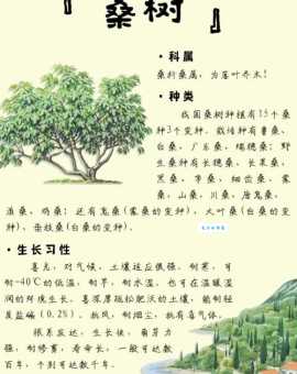 想知道造福桑梓的意思吗?这里有详细解读!