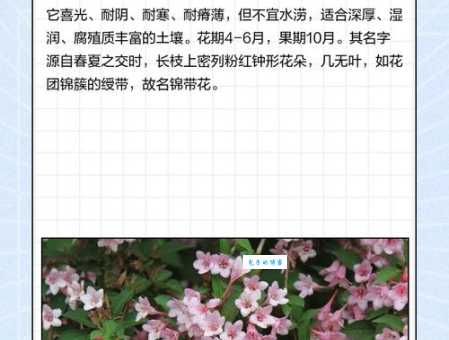 想知道花繁叶茂的解释吗？这些要点别错过