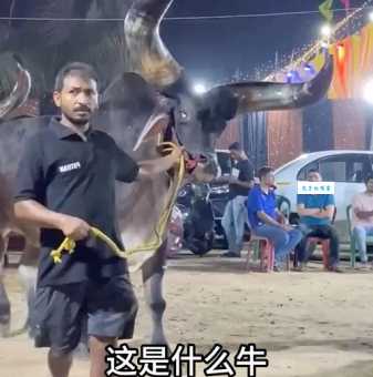 牛口之下的意思你懂吗?这些要点要知道!