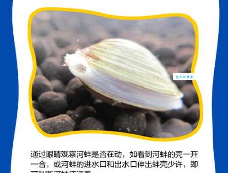 剖蚌求珠的解释有哪些?快来一探究竟!