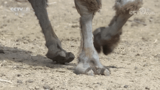 沙漠之舟的意思是啥呀?快来这里找答案