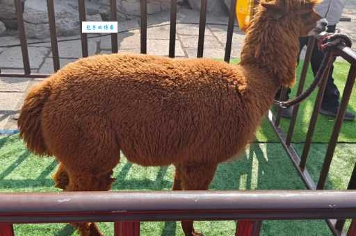 屯街塞巷猜一动物,看这些线索能否帮到你?