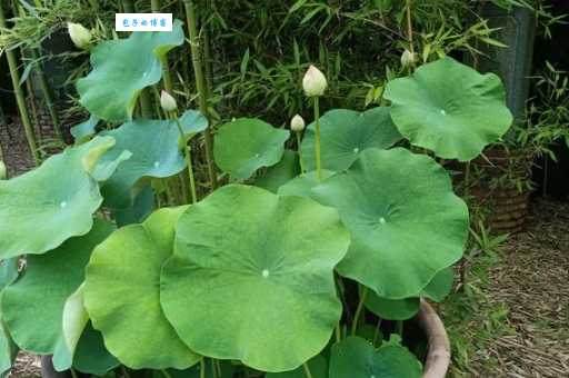 柔枝嫩条啥意思？结合例子给你讲明白！