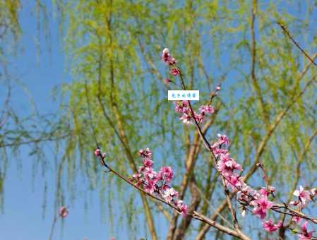 傍柳随花的解释究竟怎样？一篇文章为你揭秘！