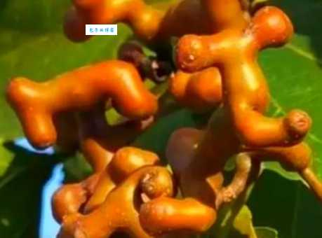 搞不清鹮怎么读？这些小技巧帮你记读音！