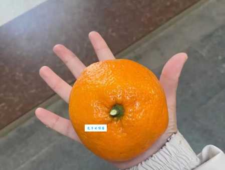 双柑斗酒什么意思呀？听我给你细细道来！